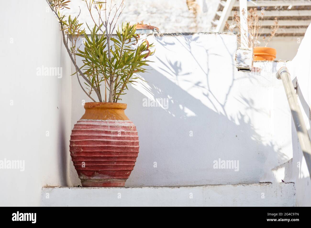 Keramik Topf handgemachte alte Amphore mit frischen grünen Pflanzen Hintergrund. Gebäude mit weiß getünchten Wänden Sommer sonnigen Tag auf Sifnos Insel, Kykladen, Gree Stockfoto