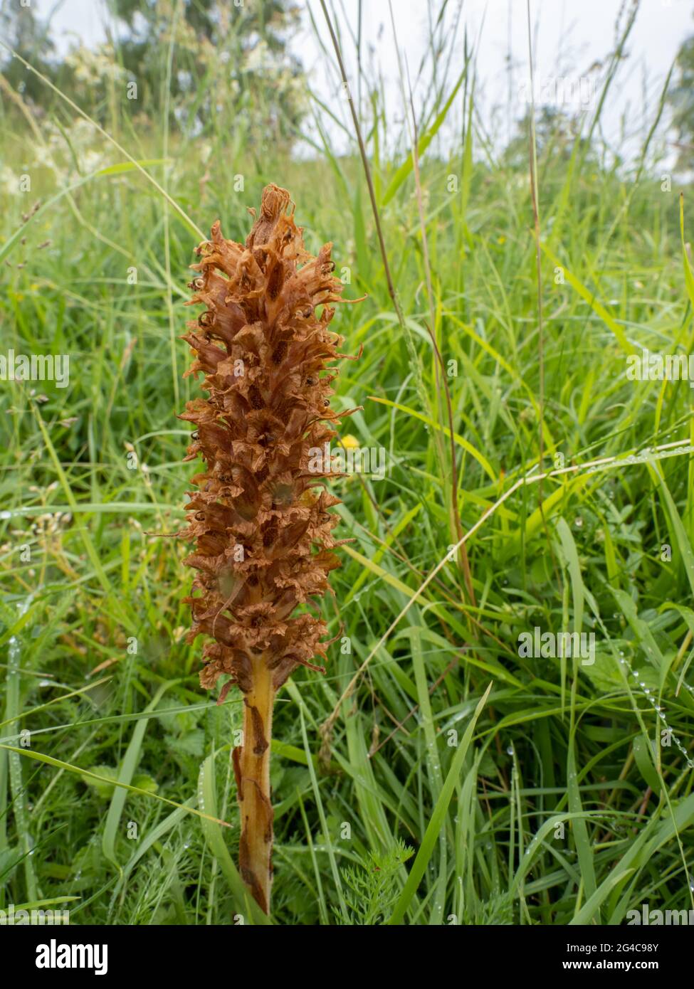 Knapweed Broomrape (Orobanche elatior) auch als Tall Broomrape bekannt. Es ist eine parasitäre Pflanze. Stockfoto