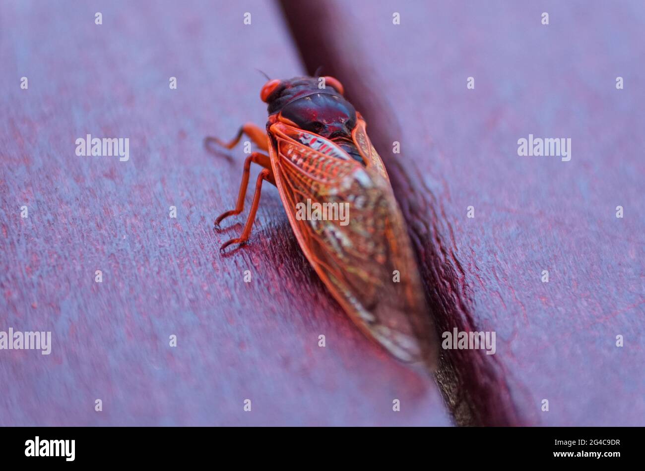 Eine Zikaden mit roten Flügeln auf der Bank Stockfoto