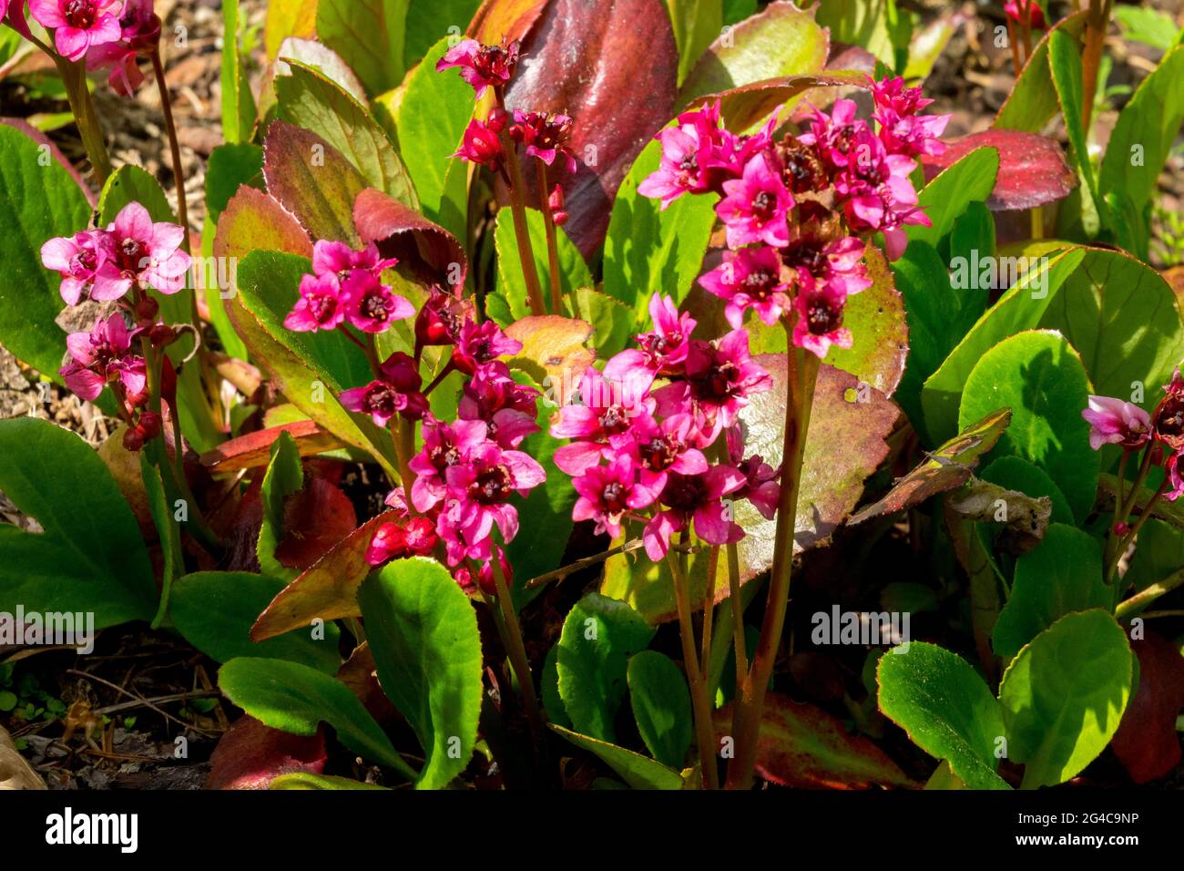 Bergenia Elefanten Ohren Bergenia „Flirt“ Blume Pink Flowers Stockfoto