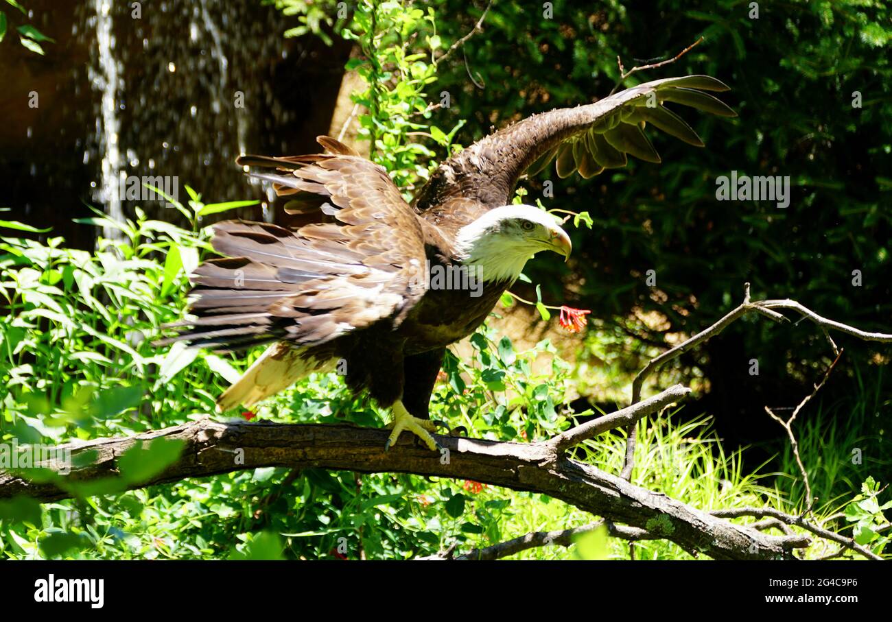 Ein Weißkopfseeadler, der auf dem Ast steht und seine Flügel öffnet Stockfoto