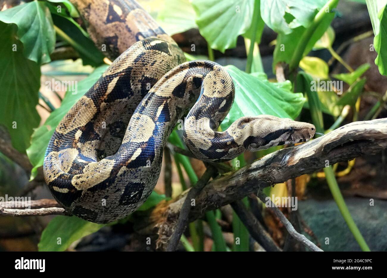 Schöne Muster einer Boa Constrictor, einer großen Schlange aus Mittel- und Südamerika Stockfoto