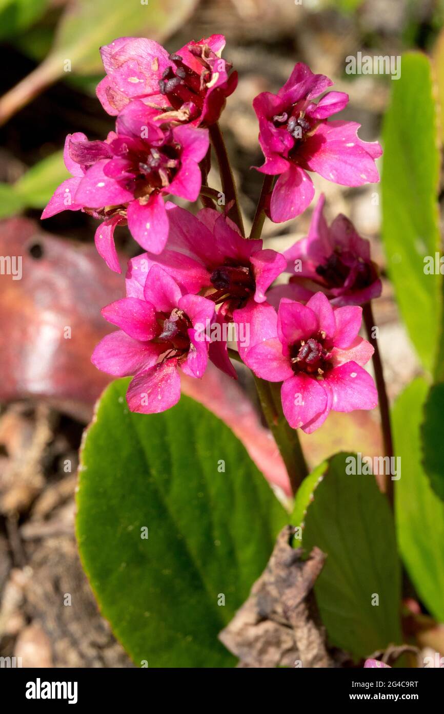 Bergenia Elefanten Ohren Bergenia Flirt Blume Rosa Blumen Stockfoto