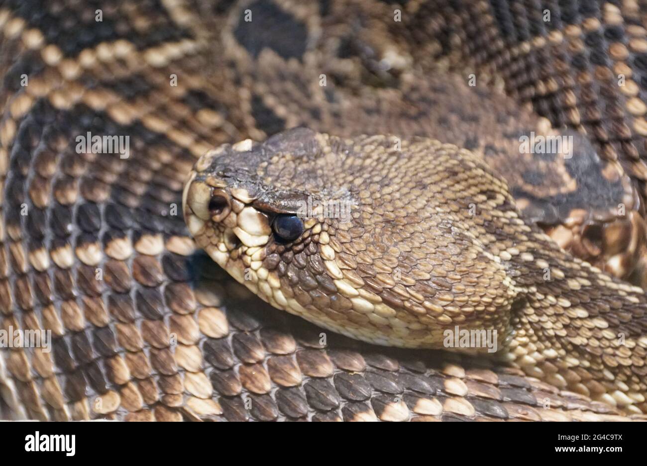 Nahaufnahme der schönen Muster des östlichen Diamondback Rattlesnake, ursprünglich aus dem Südosten der Vereinigten Staaten von Amerika Stockfoto
