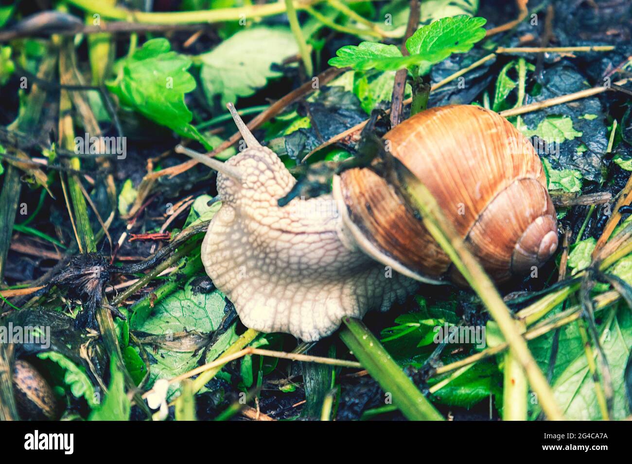 Große Schnecke in Muschel kriechen auf der Straße, Sommertag im Garten. Große Schnecke auf dem Boden. Helix pomatia, gebräuchliche Namen die römische Schnecke, Burgunder Schnecke Stockfoto