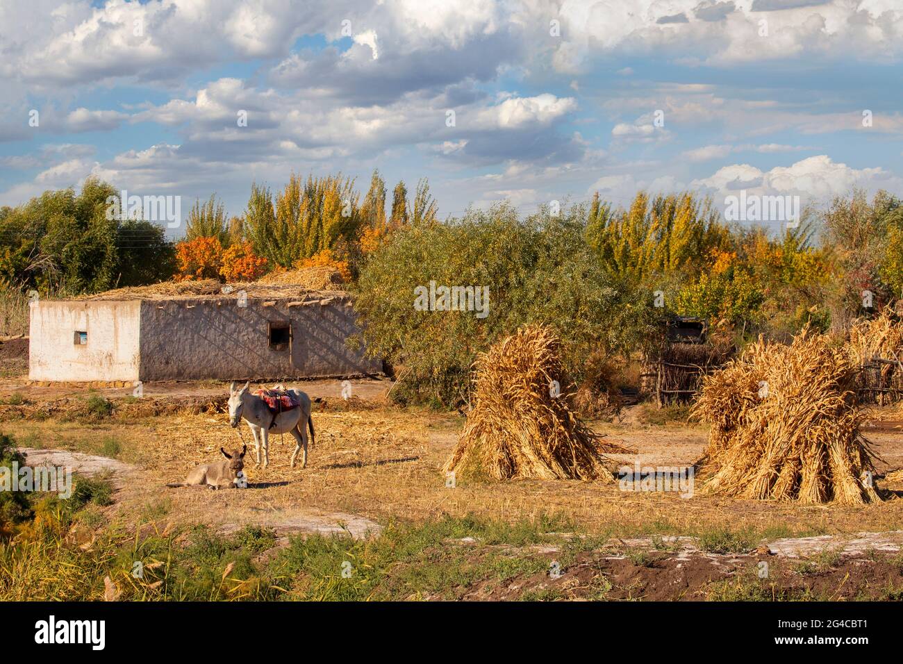 Dorfszene im Herbst in Usbekistan Stockfoto