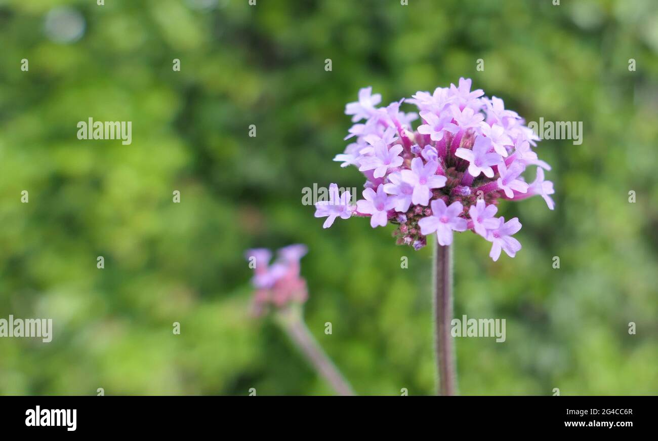 Makro-Nahaufnahme der Blüten von Purptop-Vervain, Clustertop-Vervain oder hoher Verbena (Verbena bonariensis) mit Kopierraum nach links Stockfoto Makro-Nahaufnahme der Blüten von Purptop-Vervain, Clustertop-Vervain oder hoher Verbena (Verbena bonariensis) mit Kopierraum nach links Stockfoto