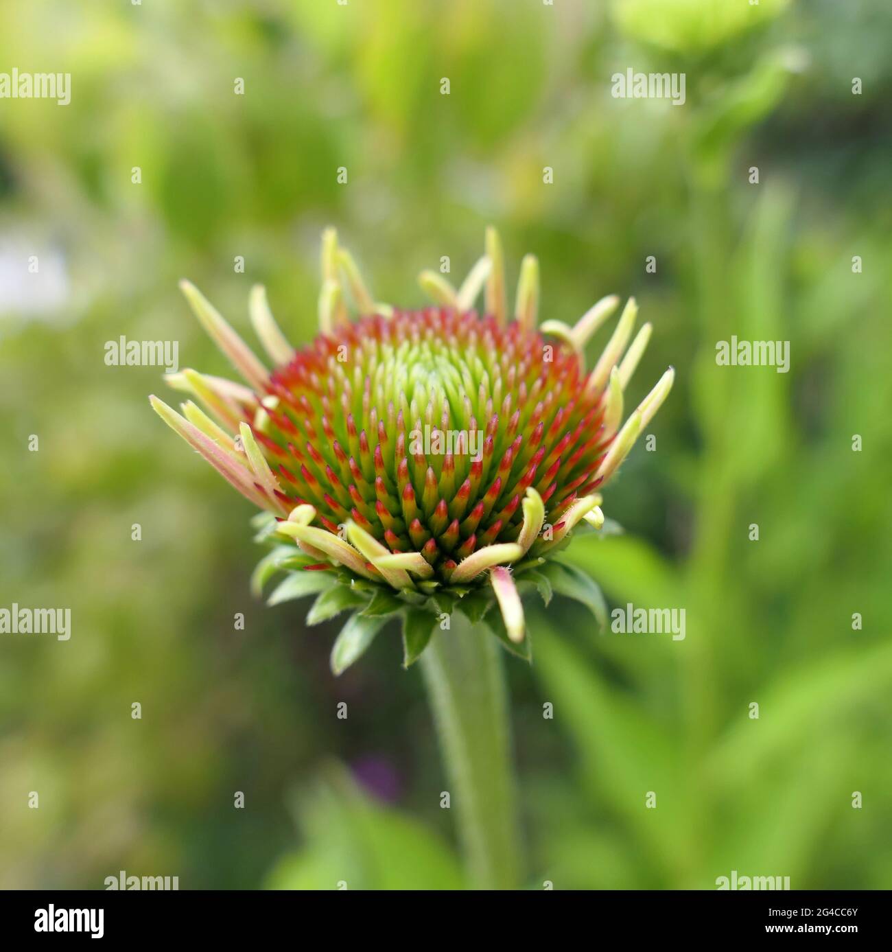 Makro-Nahaufnahme im quadratischen Format einer Echinacea-Blume „Orange Passion“, die gerade zu öffnen beginnt Stockfoto