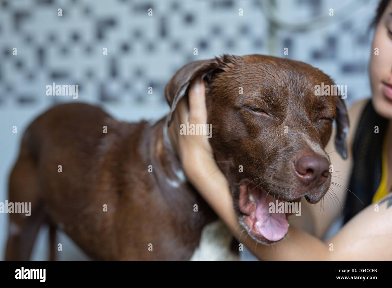 Junge Frau, die mit ihrem Lieblingshund, dem Konzept des Welthundes Love Day, ein Bad nimmt. Stockfoto
