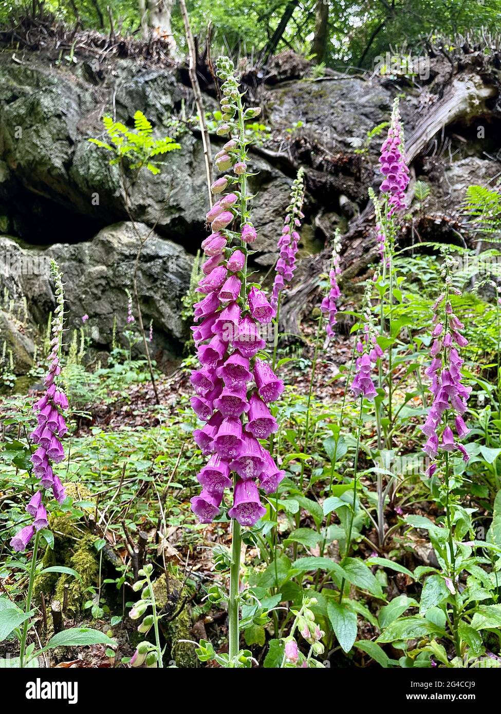 Fingerhut Digitalis Stockfoto