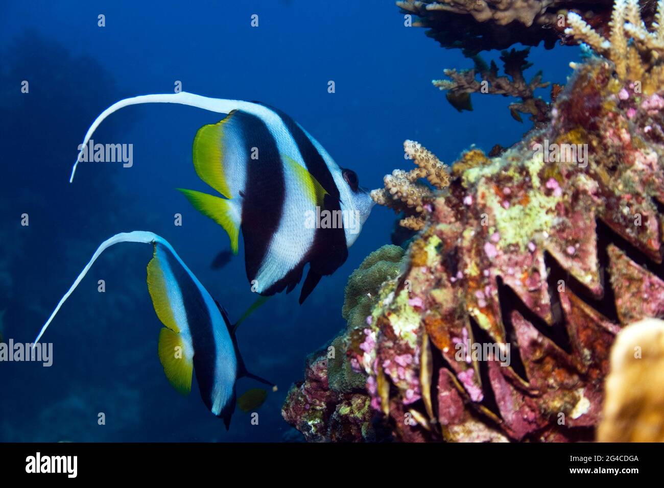 Zwei Wimpel-Koralfische, die sich vor den Andaman-Inseln im Indischen Ozean von Steinkorallen ernähren Stockfoto