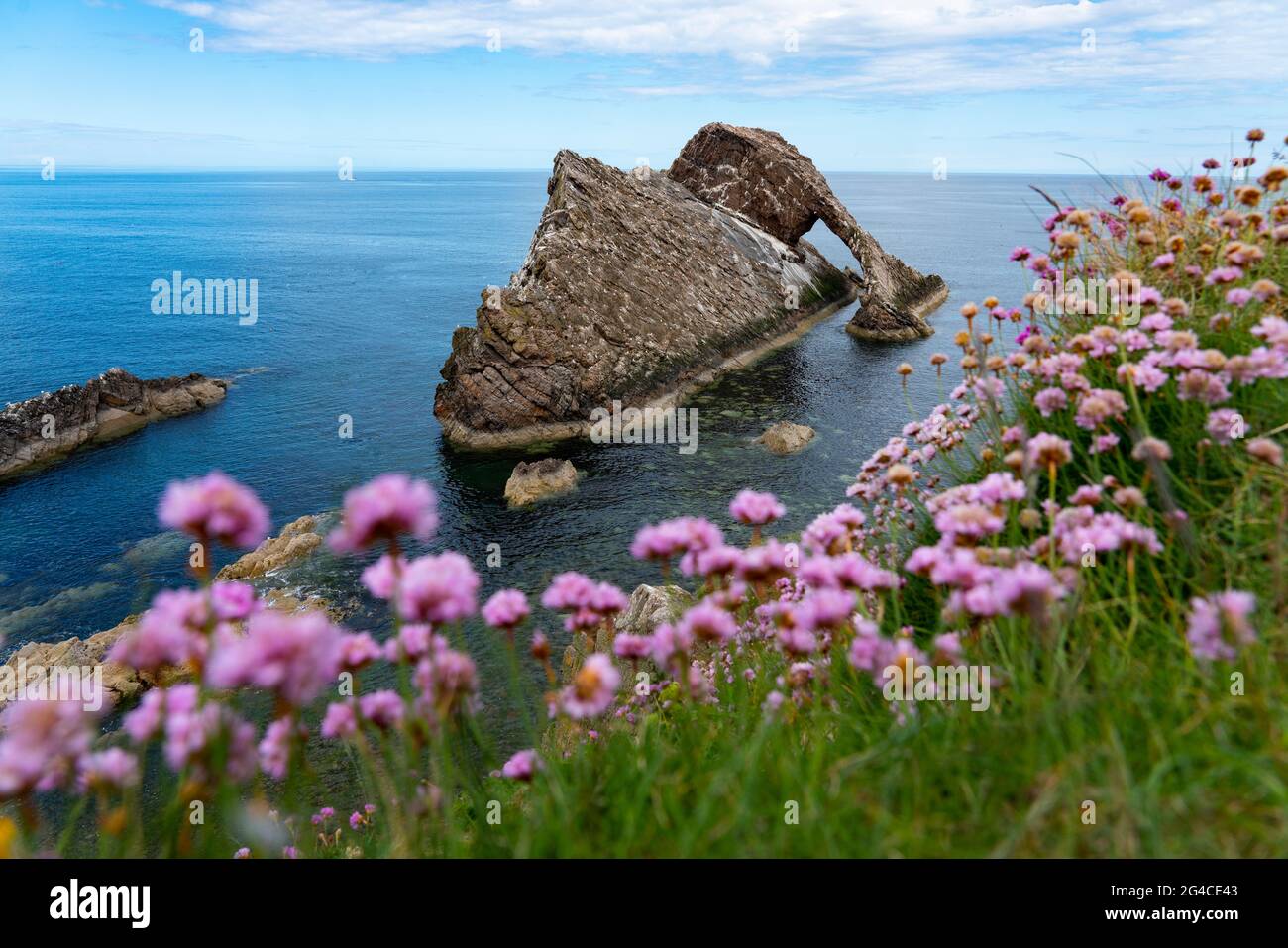 Purpurklee auf Klippen, die Bow Fiddle Rock in Portnockie am Moray Firth in Moray, Schottland, Großbritannien umgeben Stockfoto