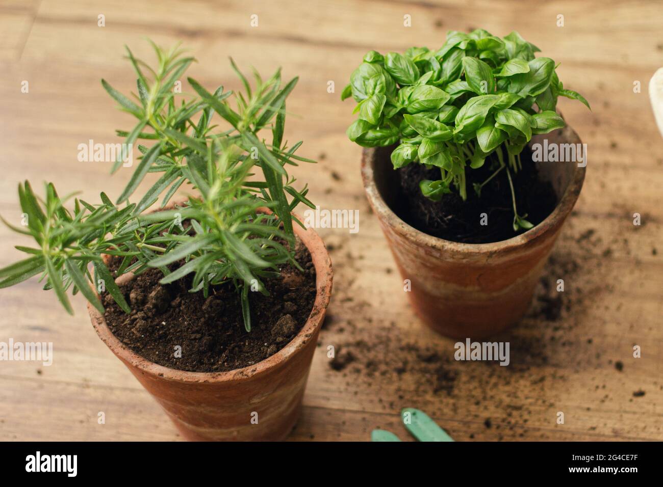 Frische grüne Basilikumpflanze und Rosmarinpflanze in neuen Tontöpfen auf dem Hintergrund von Werkzeugen, Erde auf Holzboden. Gartenbau. Umtopfen und Arom kultivieren Stockfoto