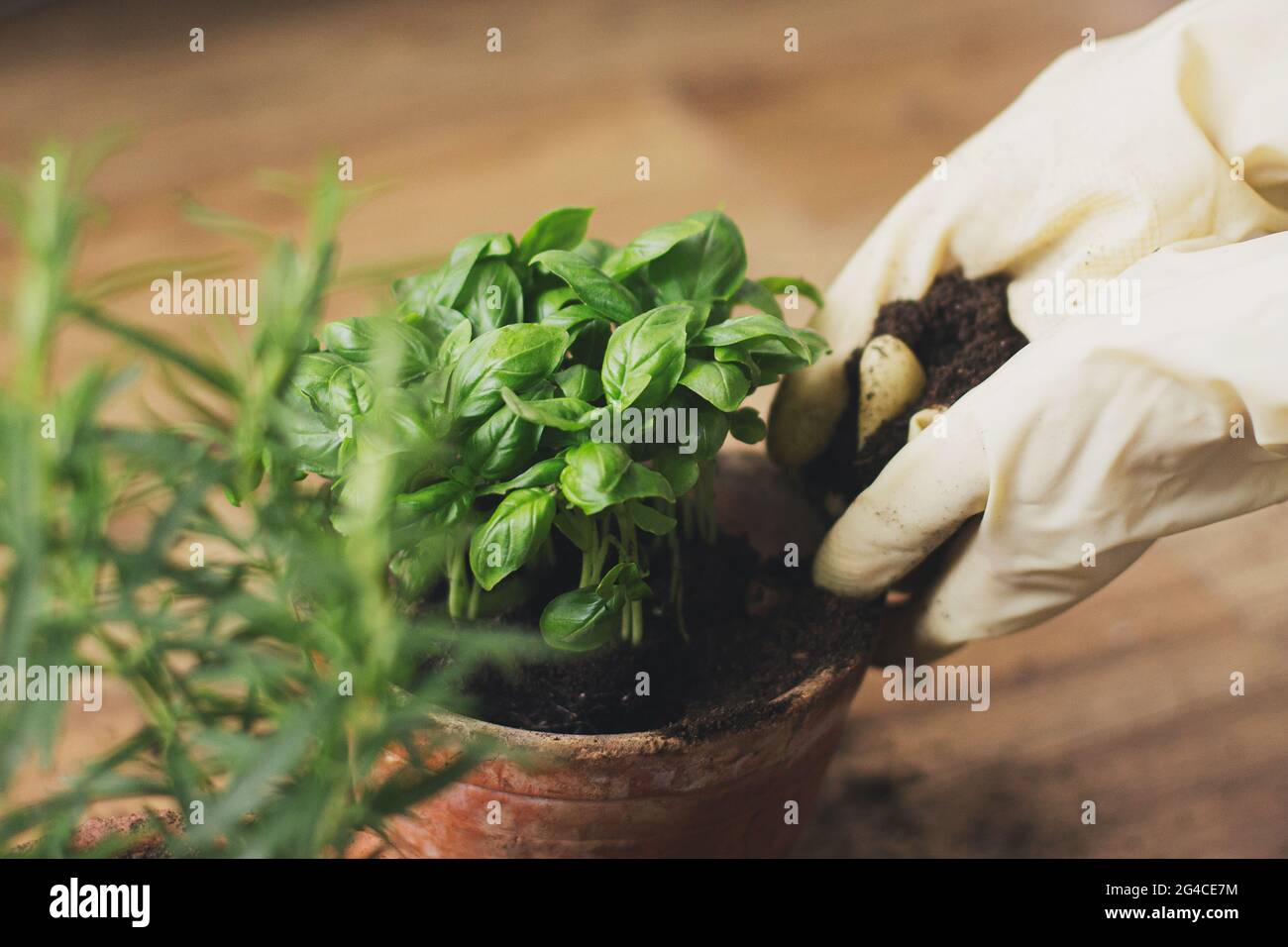 Hände in Handschuhe, die frische grüne Basilikumpflanze in einen neuen Tontopf auf dem Hintergrund der Rosmarinpflanze in einen Topf auf Holzboden eintopfen. Umtopfen und Arom kultivieren Stockfoto