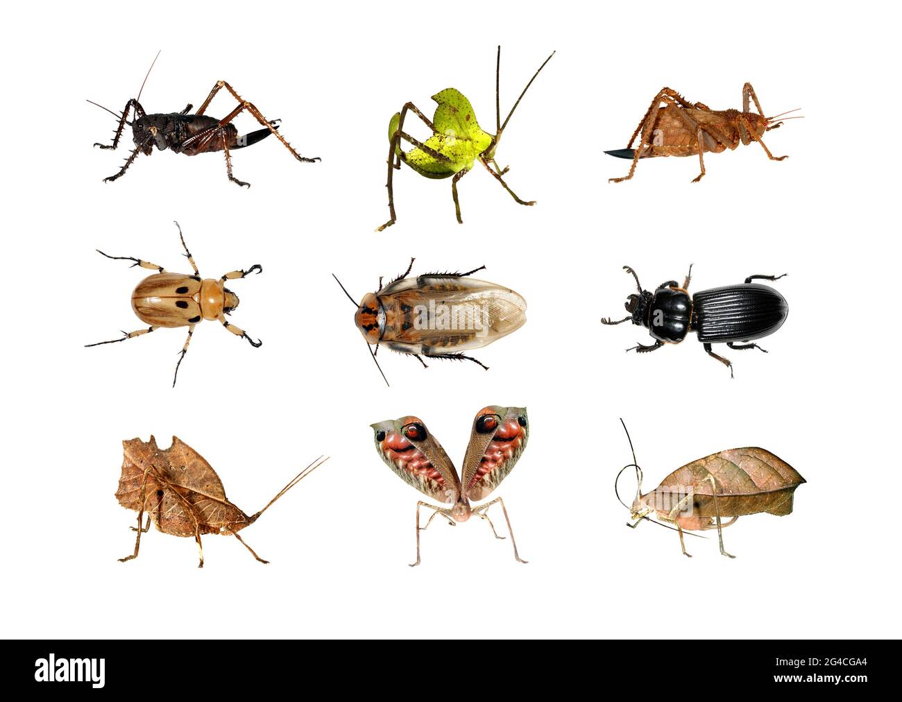 Insekten aus dem Amazonas-Regenwald Stockfoto