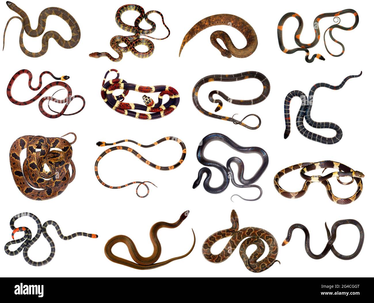 Sammlung von Schlangen aus dem Amazonas-Regenwald Stockfoto