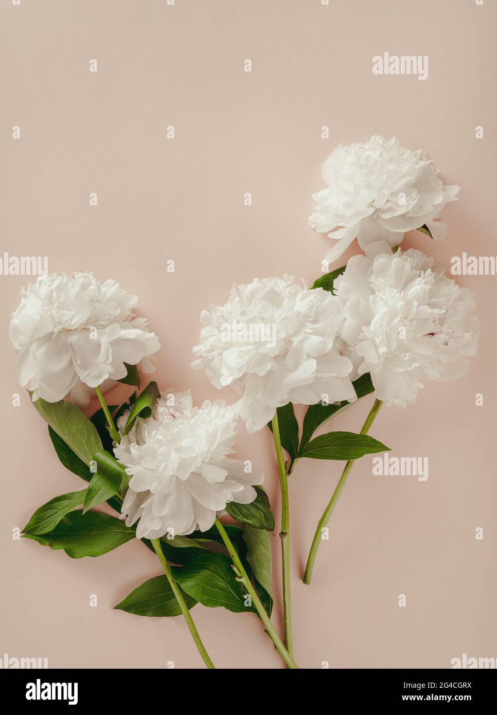 Wunderschöne weiße Pfingstrosen-Blüten auf pastellrosa Hintergrund. Romantischer Hintergrund mit weißem Pfingstrosen-Bouquet. Stockfoto