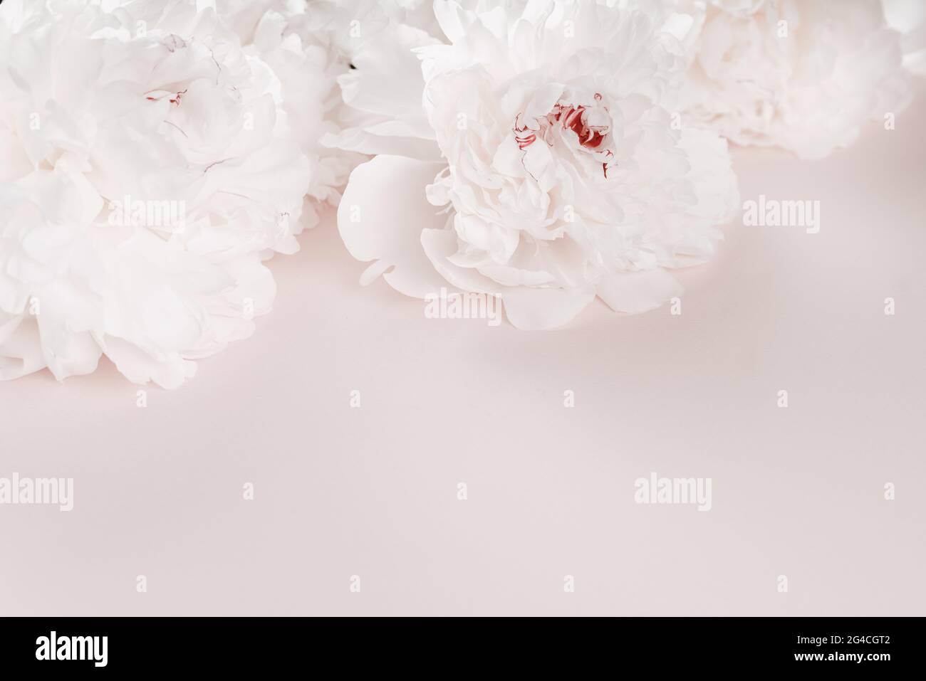 Wunderschöne weiße Pfingstrosen-Blüten auf pastellrosa Hintergrund. Nahaufnahme von weißen Pfingstrosen-Blumen. Heller Hintergrund mit Pfingstrosen. Stockfoto