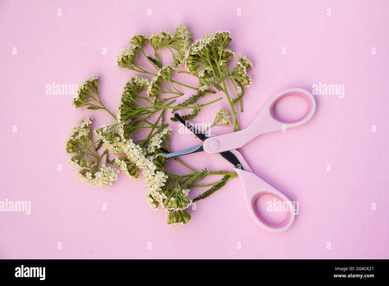 Das Konzept eines Schafgarben Blumen mit einer Schere geschnitten. Draufsicht, helle und pastellfarbene Pinks. Stockfoto