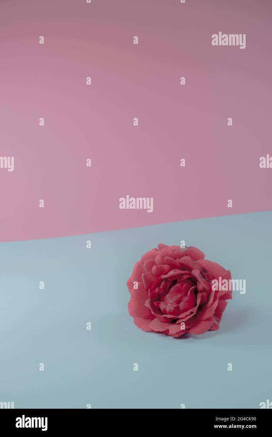 Rote Rosenblüte auf trendigen rosa und blauen Hintergrund. Schöne Geschenkidee zum Valentinstag und Muttertag. Minimales abstraktes Sommerkonzept. Stockfoto