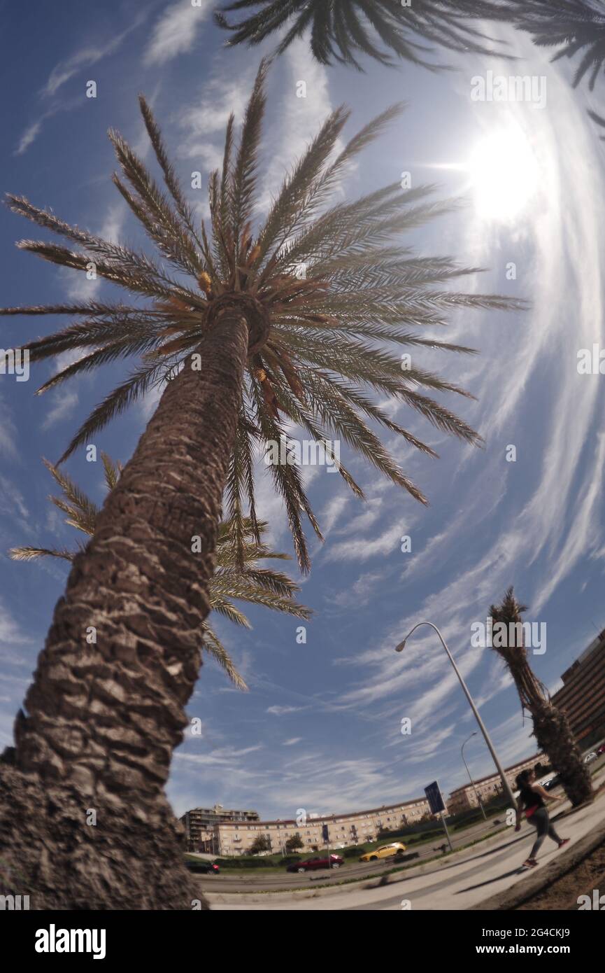 Palma nel cielo fotografata con un obiettivo fisheye a Palma de Mallorca Stockfoto
