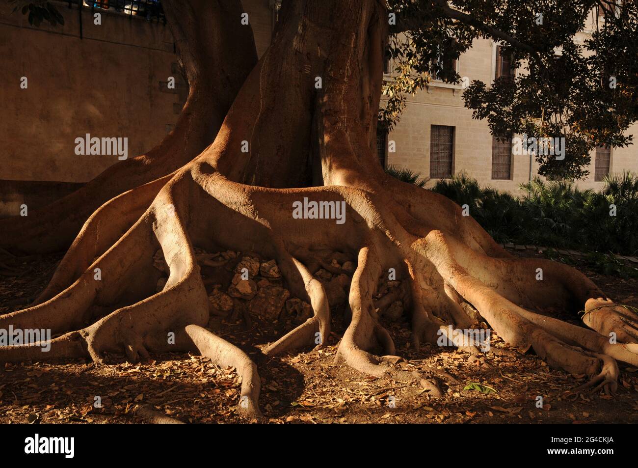 Radici di una gigantesca magnolia a Palma de Mallorca Stockfoto