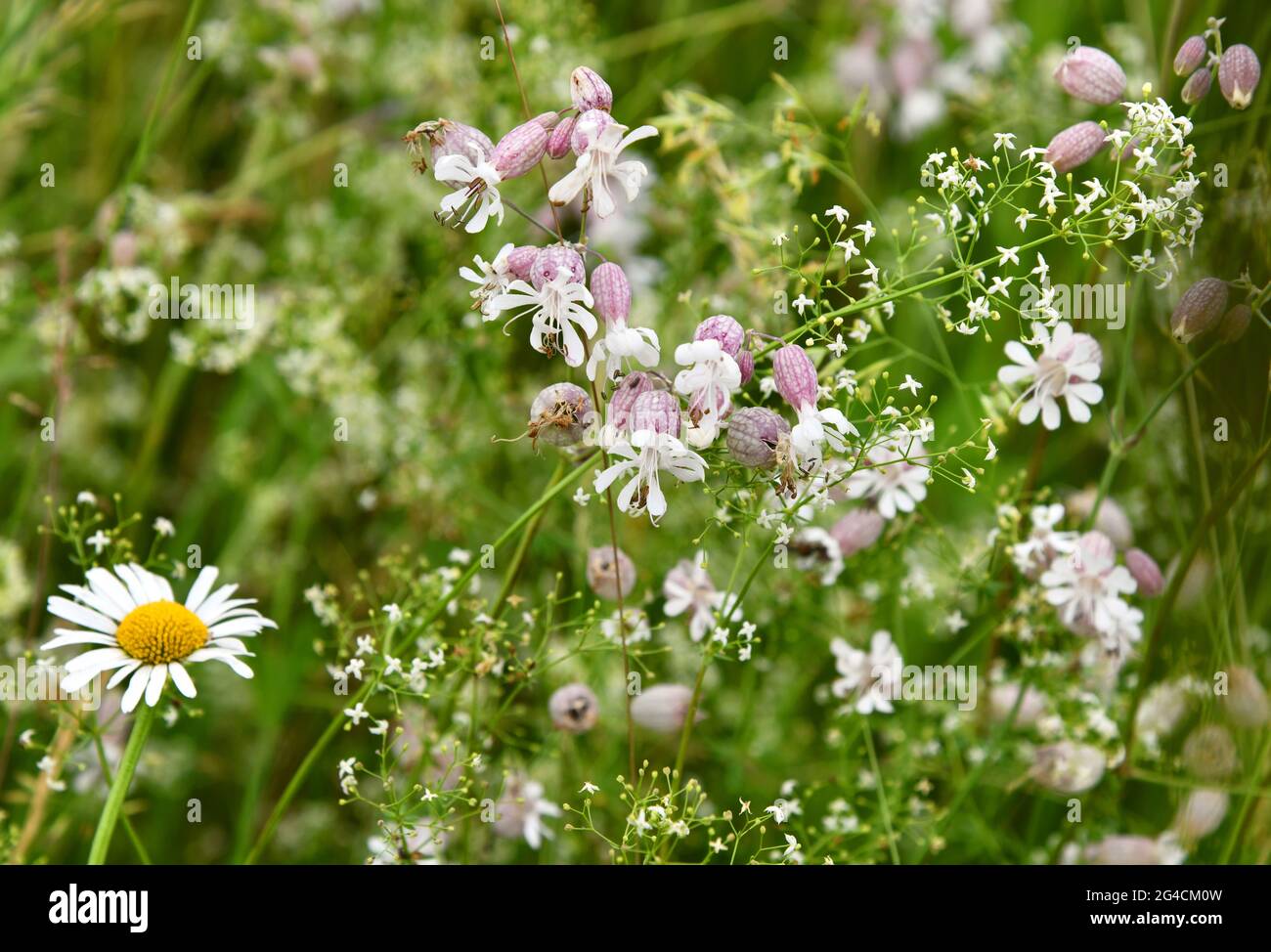 Blühende Silene vulgaris im Sommer Stockfoto