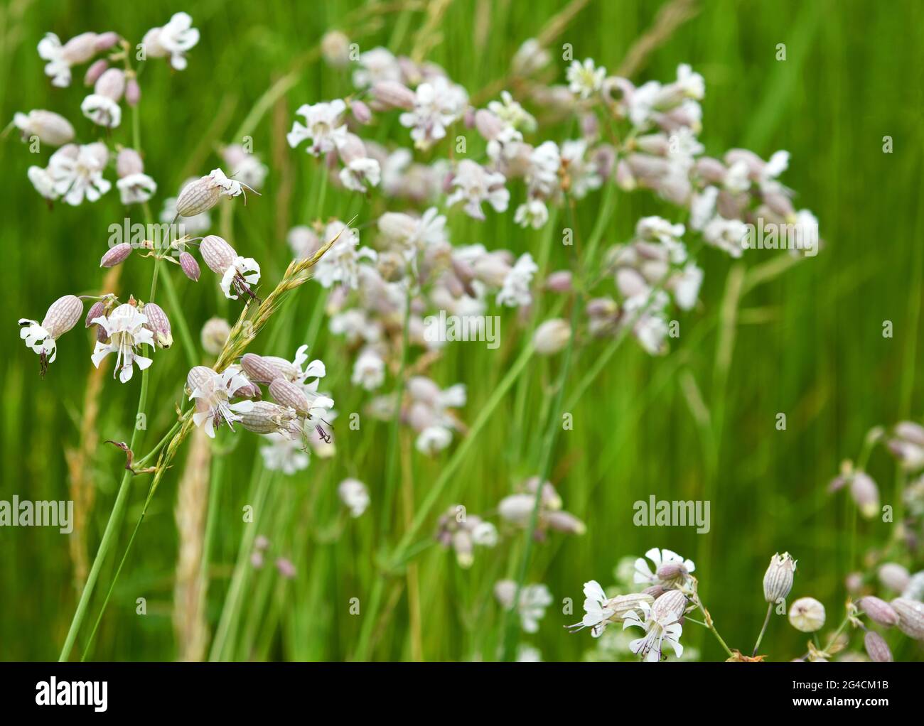 Blühende Silene vulgaris im Sommer Stockfoto