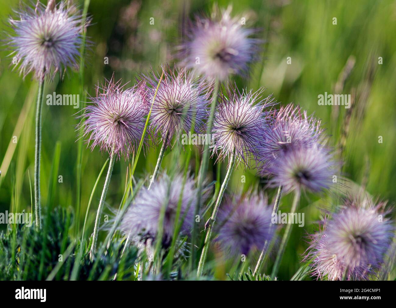 Die Pflanze blüht wie ein Dandelion Stockfoto