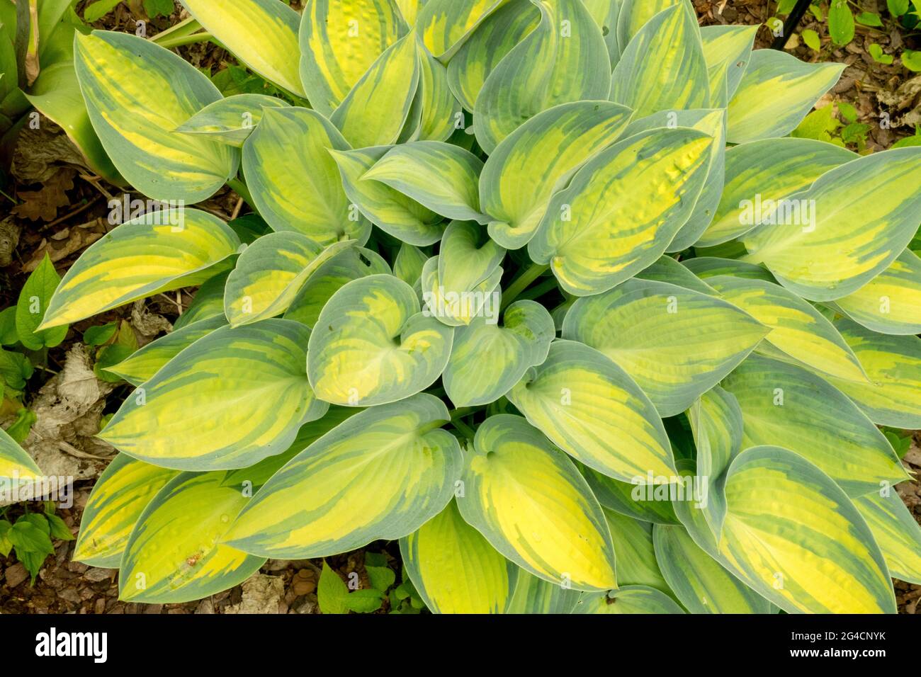 Hosta June geht im Juni Stockfoto