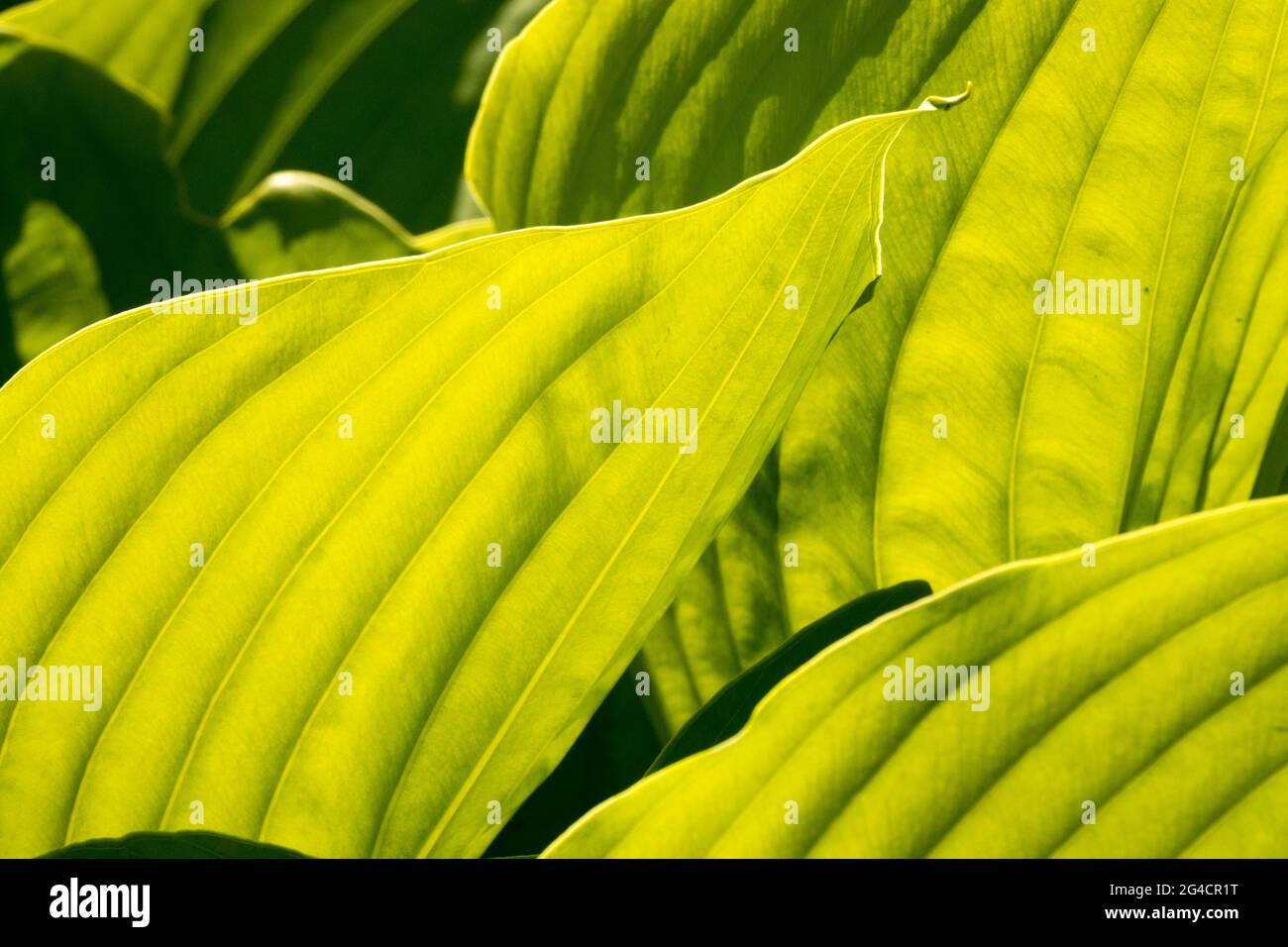Hosta-Blatt „Summe und Substanz“ Leaves Plantain Lily hinterleuchtet hinterlässt Hostas Sunshine Stockfoto