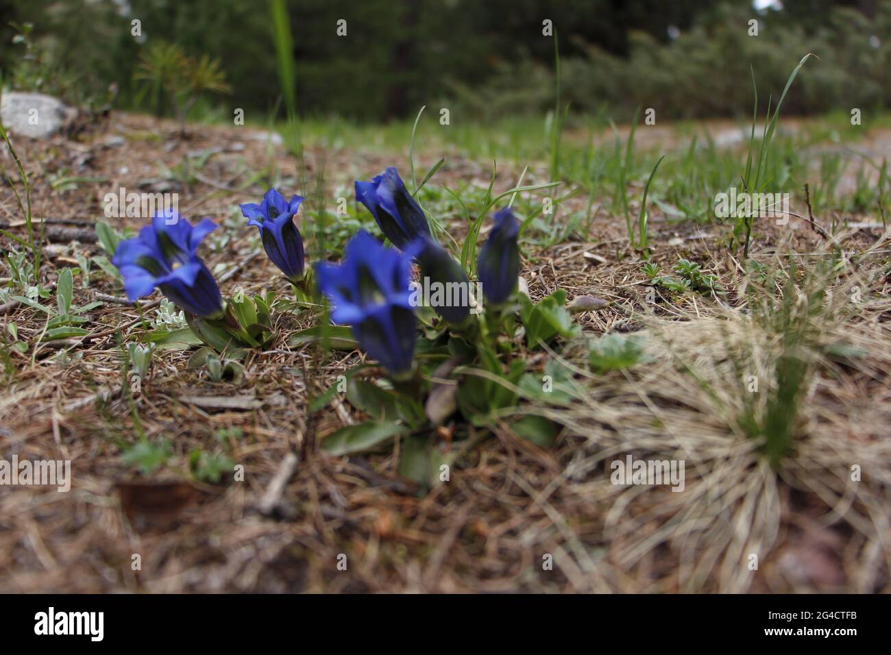 Ein selektiver Schuss blauer Blumen, die auf dem Feld wachsen Stockfoto