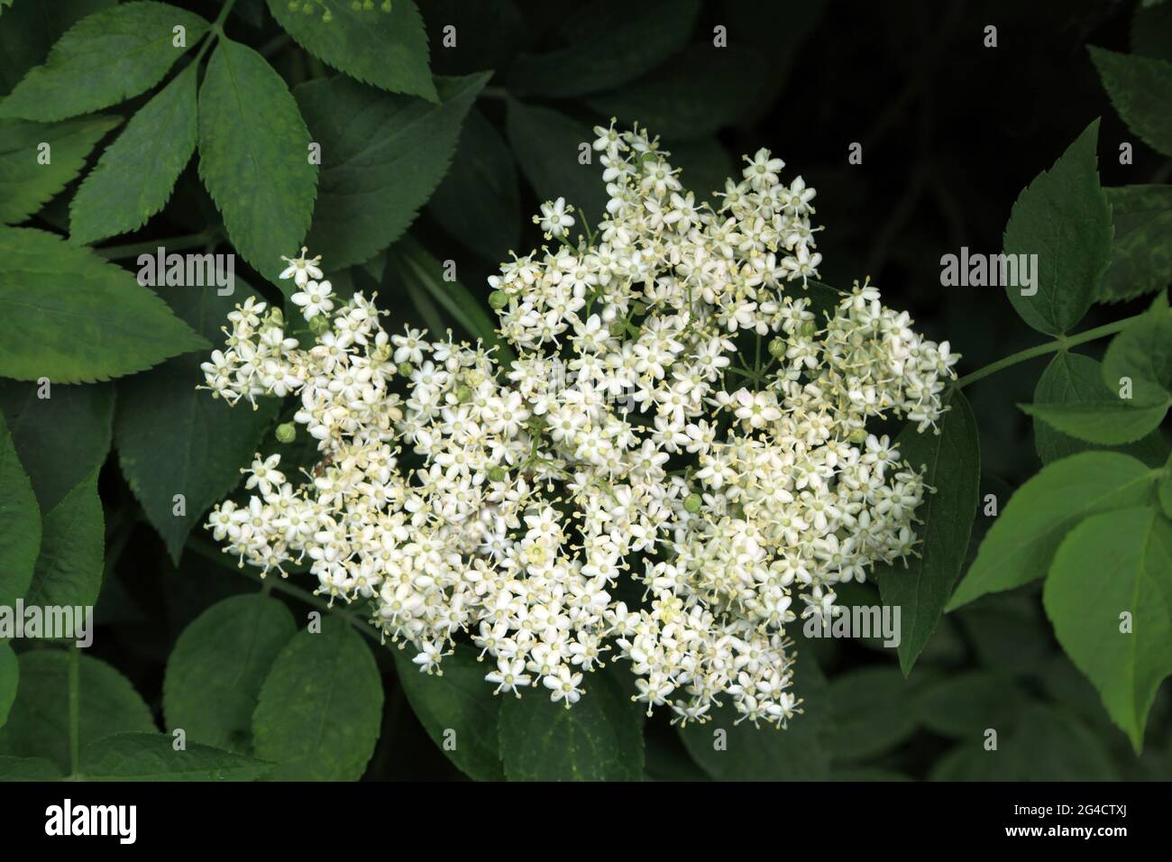 Elderflower sambucus nigra -Fotos und -Bildmaterial in hoher Auflösung ...