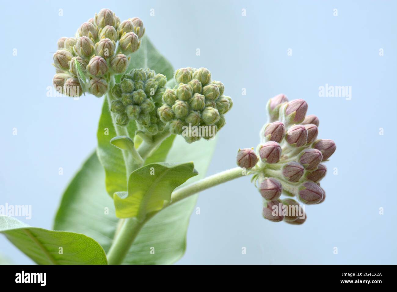 Im Frühling auffällige Milchkrautknospen oder Asclepias speciosa Knospen und Blätter vor blauem See Natur Hintergrund Stockfoto