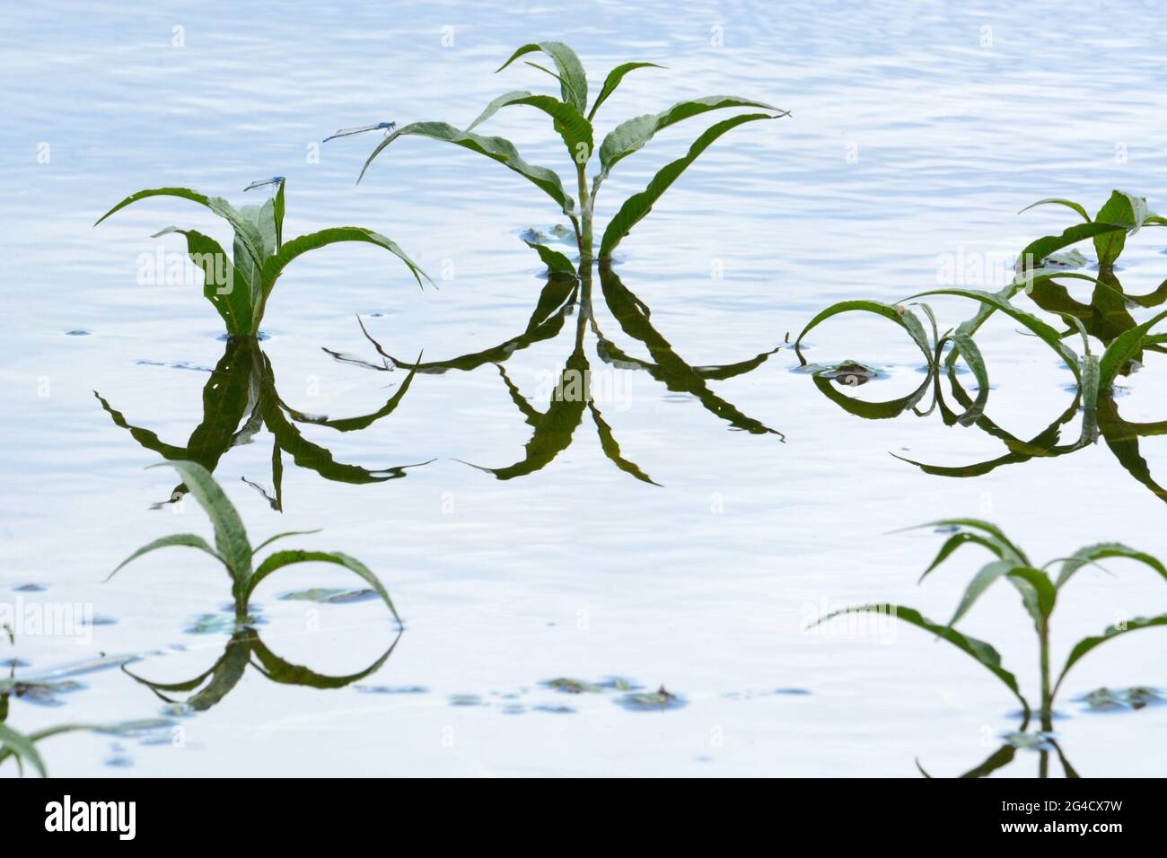 Die grünen Triebe der Blätter, auf denen die gewöhnlichen blauen Damselfliegen mit den Reflexen im See ruhen Stockfoto