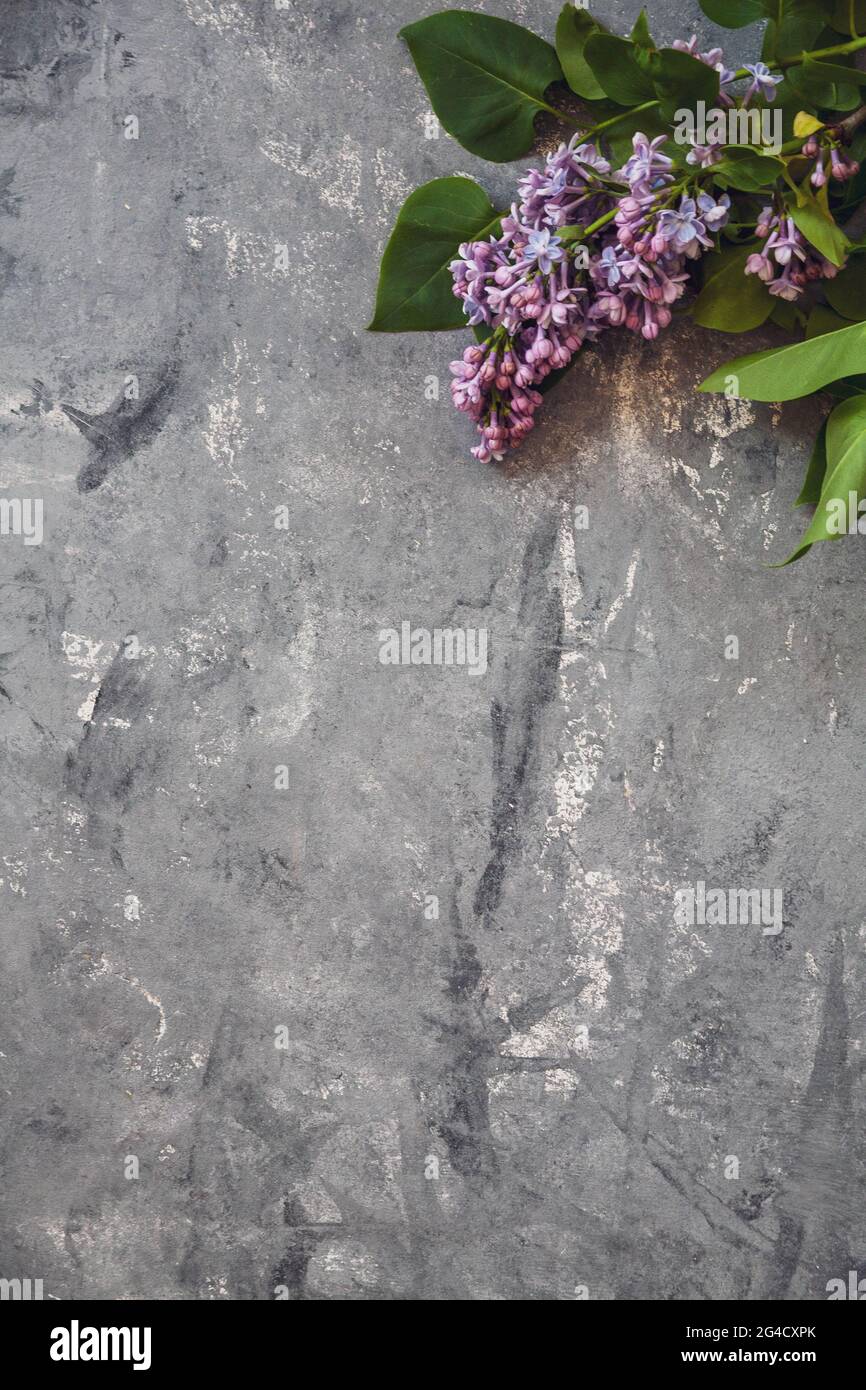 Textur Hintergrund mit hellen Blüten von Flieder für das Cover Des Notizbuches Tagebuch oder Glückwünsche zum Feiertag der Frau Stockfoto