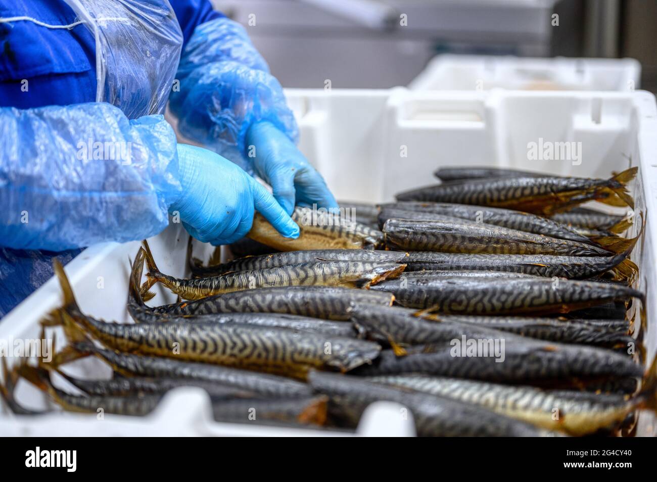 Ein Arbeiter legt geräucherte Makrelen ab. Der Fisch liegt auf einem Haufen in einer weißen Plastikbox Stockfoto