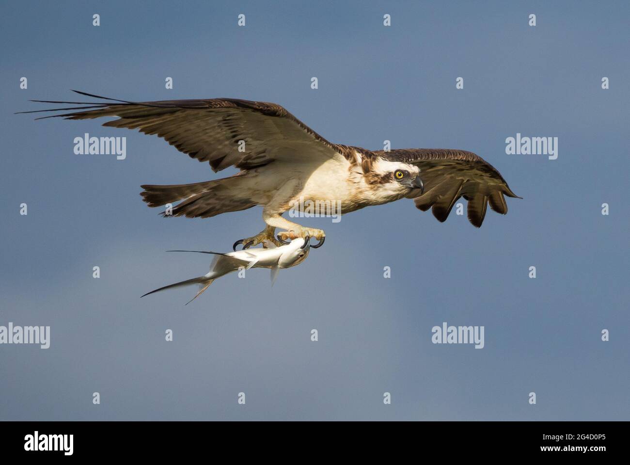 Eastern Osprey in Hastings Point, Northern NSW, Australien Stockfoto