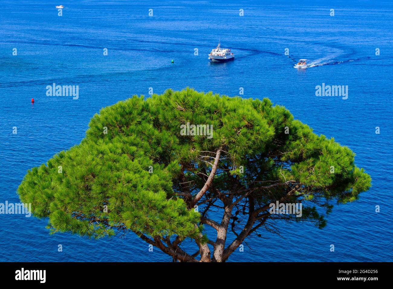 Boote, die auf dem Mittelmeer segeln, mit einem Baum im Vordergrund in Collioure, Frankreich Stockfoto