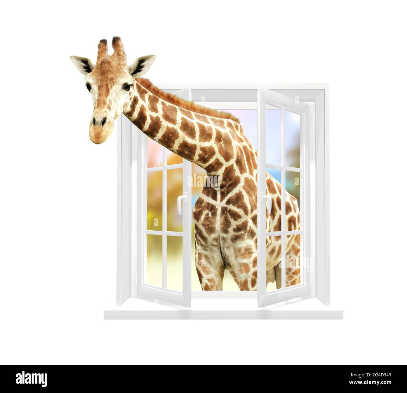Giraffe schaut durch ein Fenster. Niedliche neugierige Giraffe starren an das geöffnete Fenster. Isoliert auf weißem Hintergrund. 3d-Rendering Stockfoto