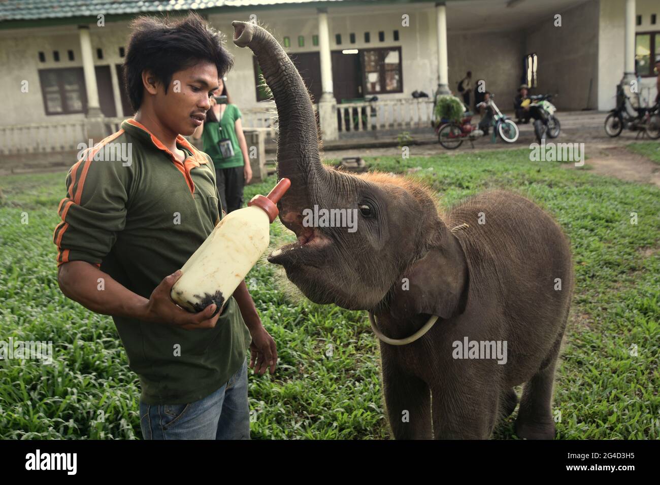 Ein Mahout, der einem Elefantenbaby Milch gibt, der im Sumatran-Elefantenrehabilitationszentrum im Way Kambas-Nationalpark, Indonesien, behandelt wird. Stockfoto