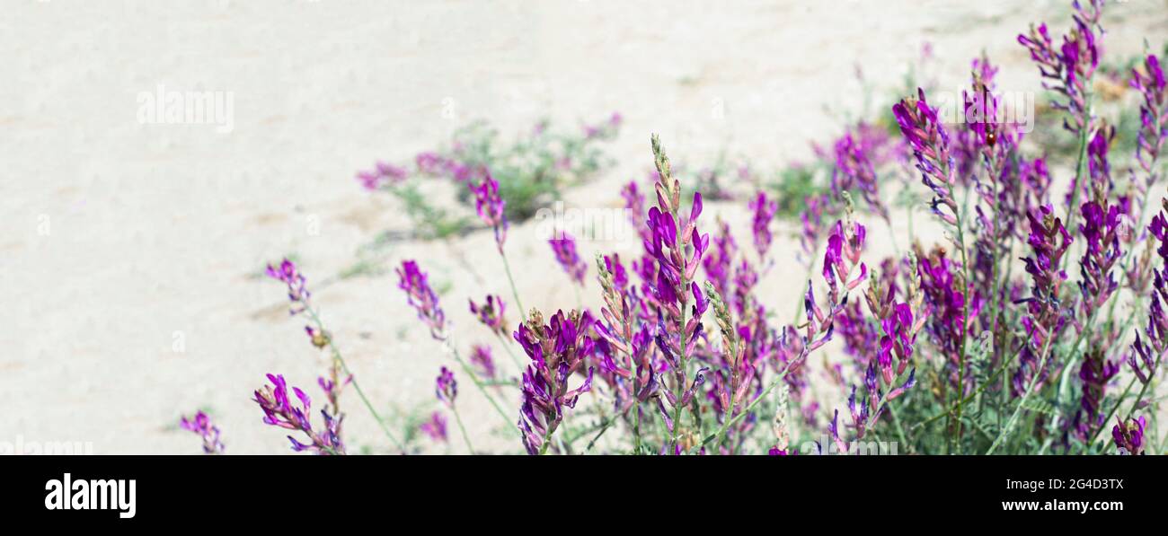 Flieder blüht auf den Sanddünen. Blumenecke für die Post-Ankündigung. Platz für Text kopieren. Banner. Stockfoto