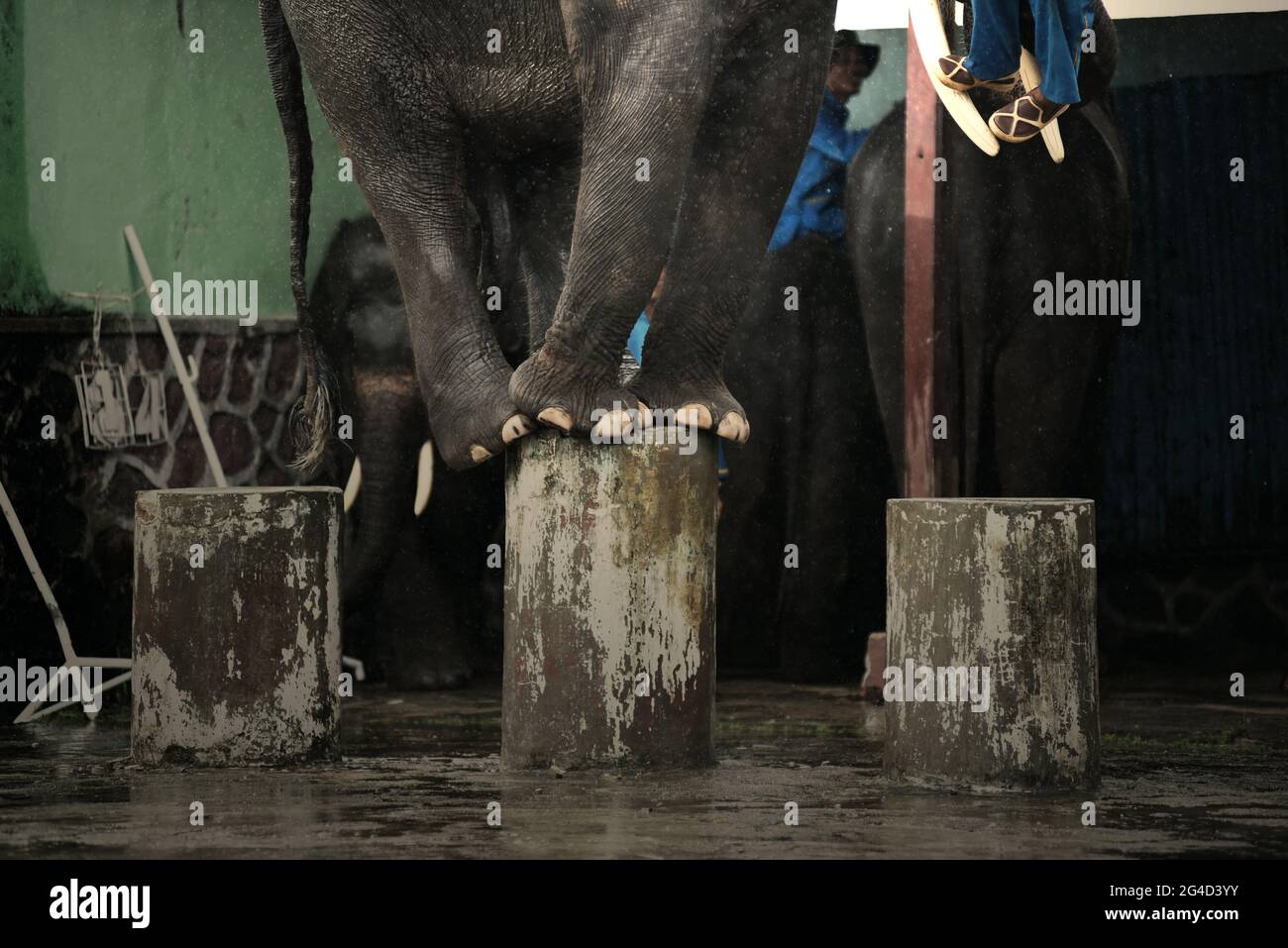 Elefantenzirkus im Sumatran Elefantenrehabilitationszentrum im Way Kambas Nationalpark, Indonesien. Stockfoto