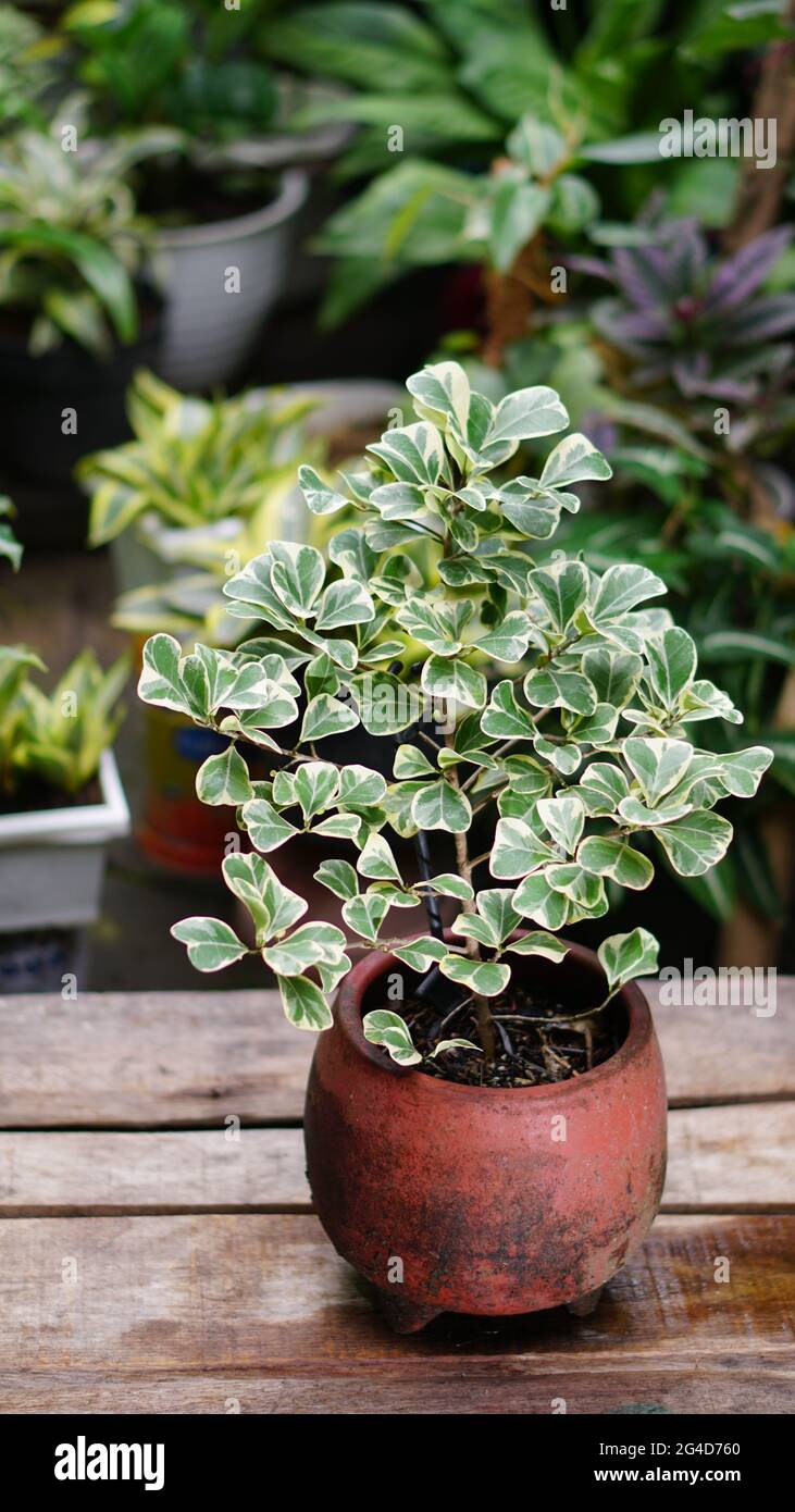 Grüne Pflanze auf Steingut Topf Stockfoto