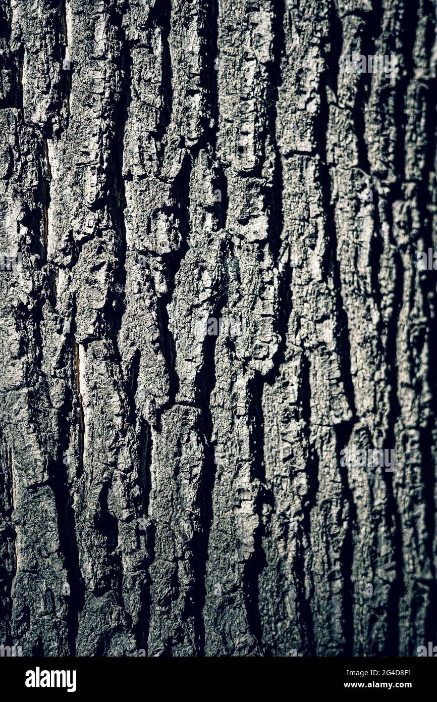 Old Tree Bark Textur . Weichfokus . Stockfoto