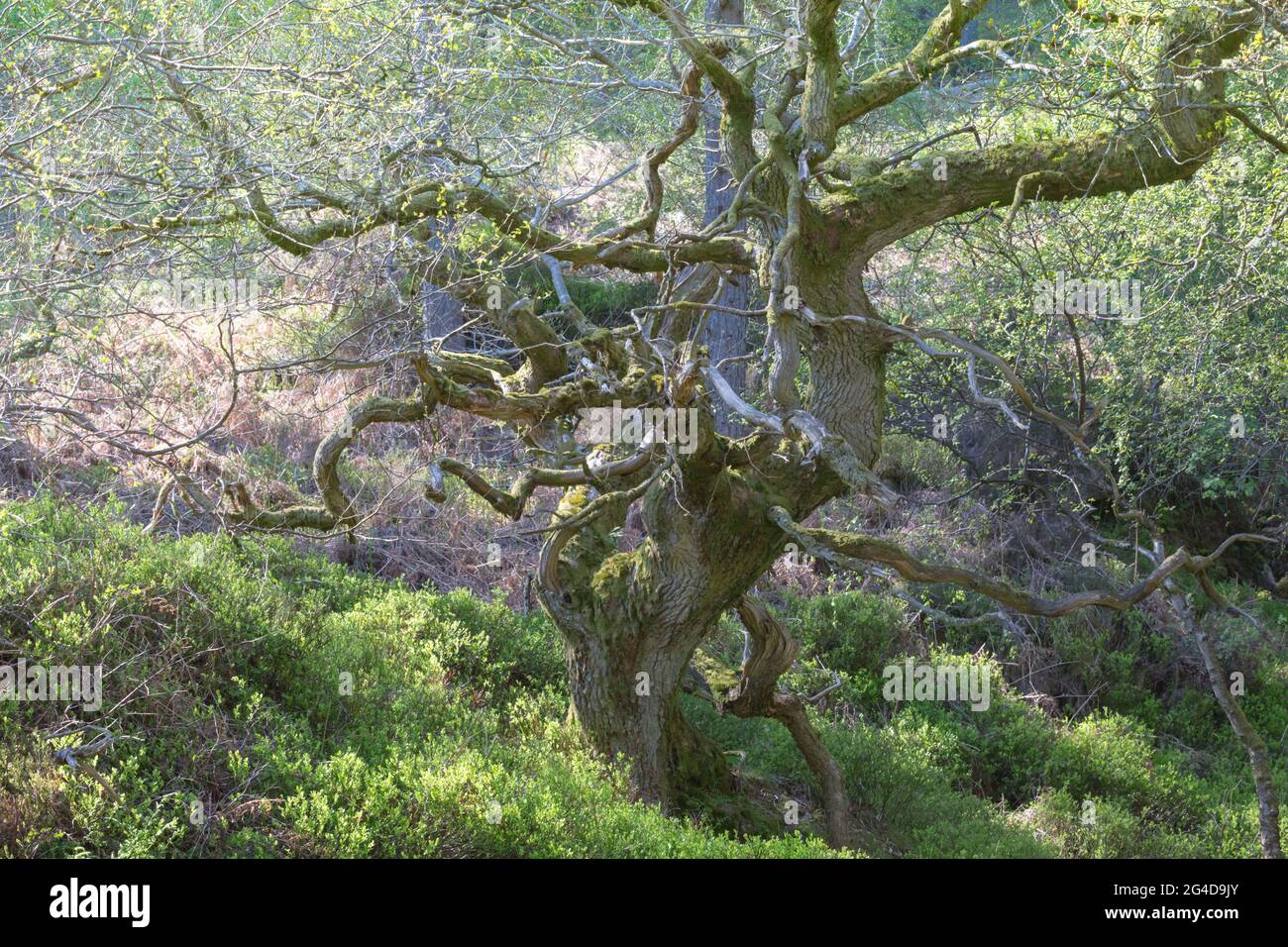 Verdrehte alte Eiche in einem Wald im Frühling, mit neuen Blättern und hellgrünem Moos auf den Baumstämmen und Ästen. Stockfoto