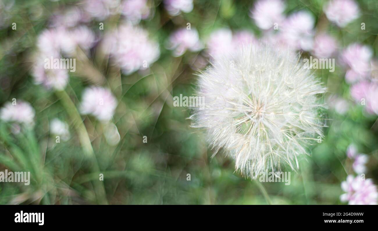 Hintergrund mit verwackelten Blumen. Flauschiger Dandelion auf einem Hintergrund aus Fliederblüten. Vorlage für Text. Hintergrundbild. Einladung. Ankündigung. Stockfoto