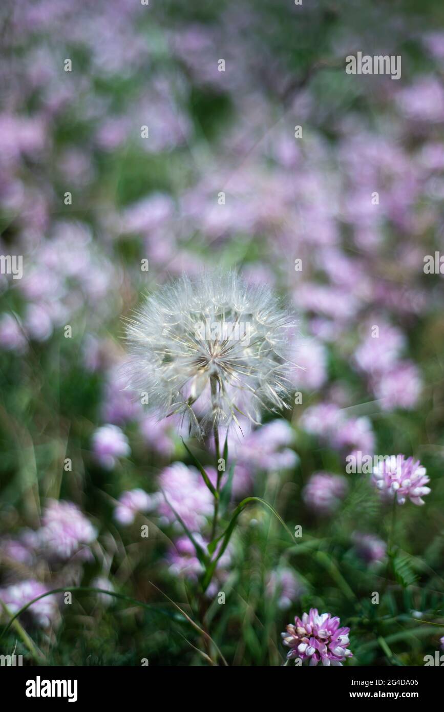 Zarte, luftige Dandelion auf einem Hintergrund aus Fliederblüten. Stockfoto