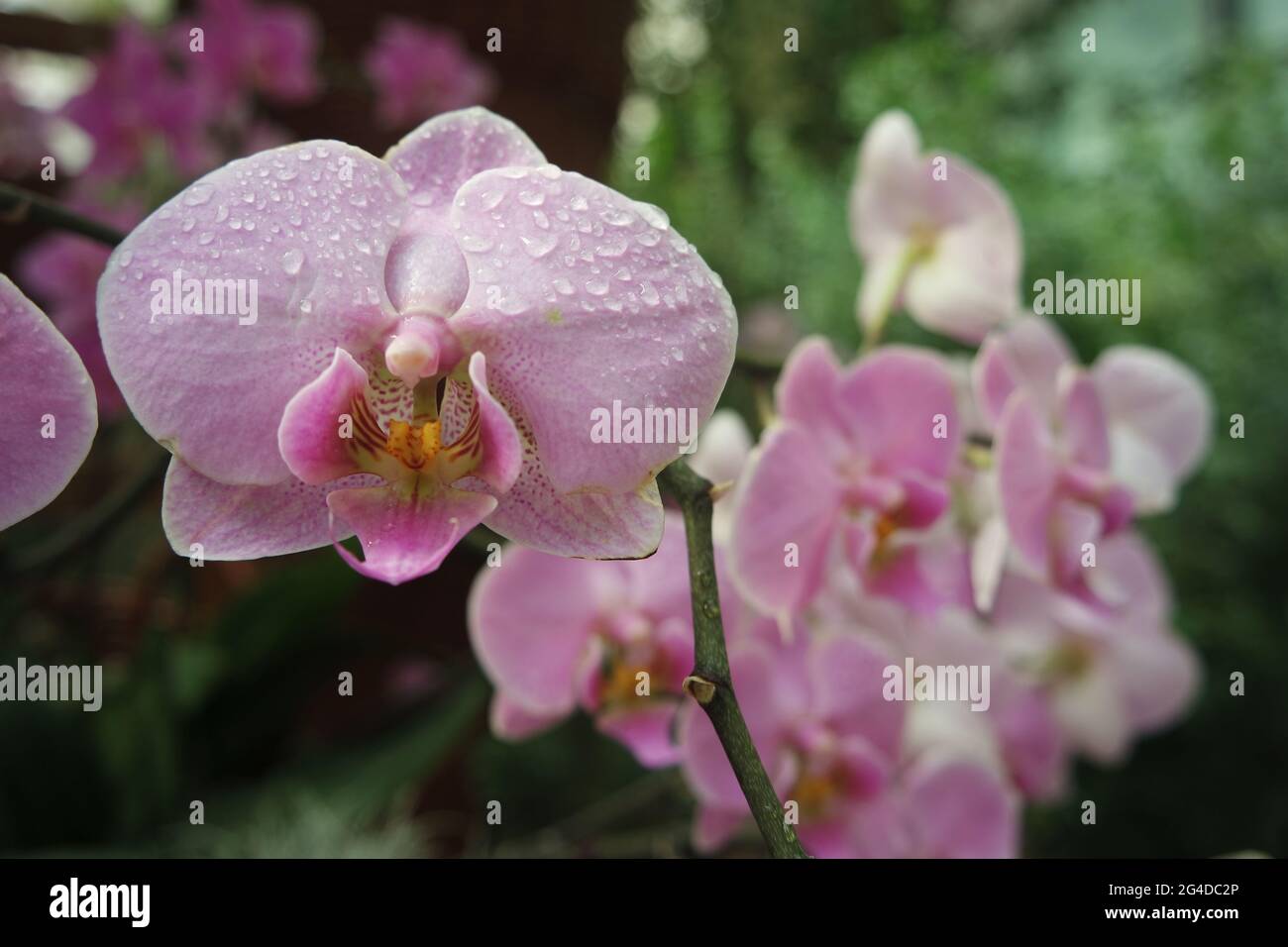 Rosa und tropfende, feuchte Motte Orchideengewächse Phalenopsis Stockfoto