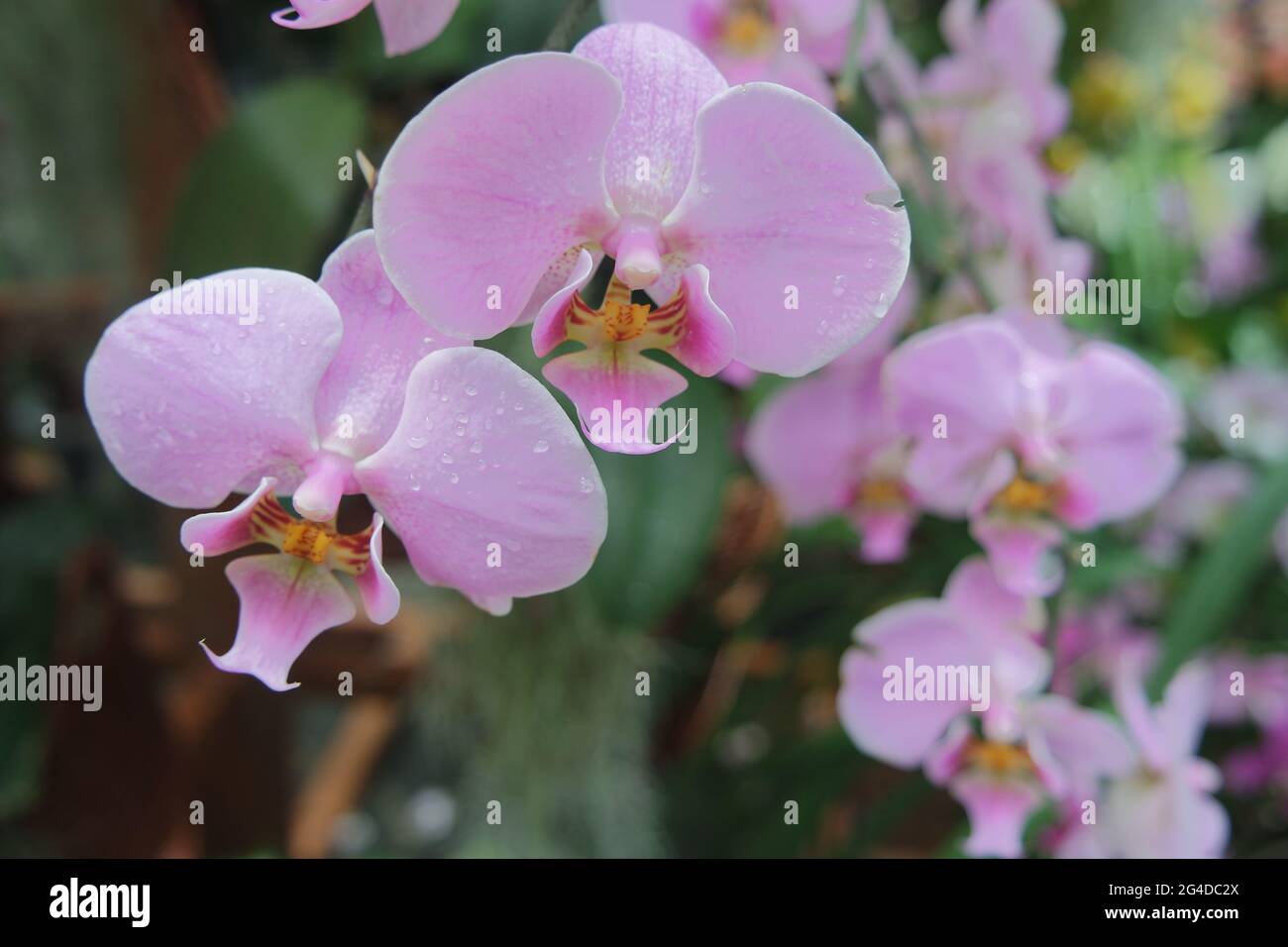 Rosa Phalaenopsis Orchidaceae Mottenorchidee Stockfoto